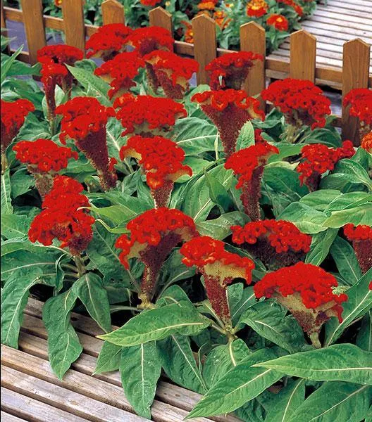 Celosia Cristata Armor Orange Flower Seeds