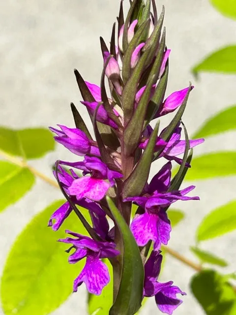 Dactylorhiza sphagnicola x foliosa (Marsh Orchid)