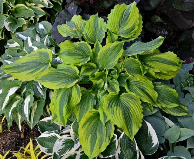 One Last Dance Hosta