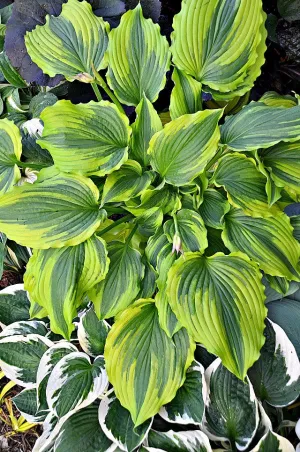 One Last Dance Hosta